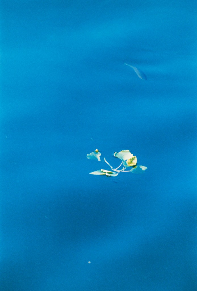 »Fisch in Blau«, 2016, analoger C-Print, 171,5 x 119 cm